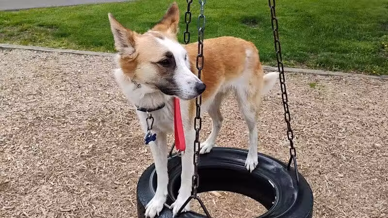 Rotary Park/Lapeer Dog Park - Lapeer, MI