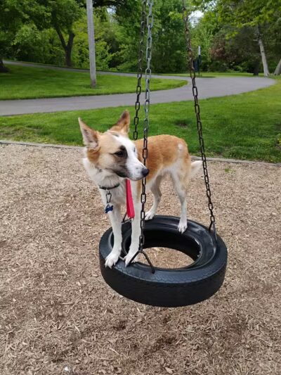 Rotary Park/Lapeer Dog Park - Lapeer, MI
