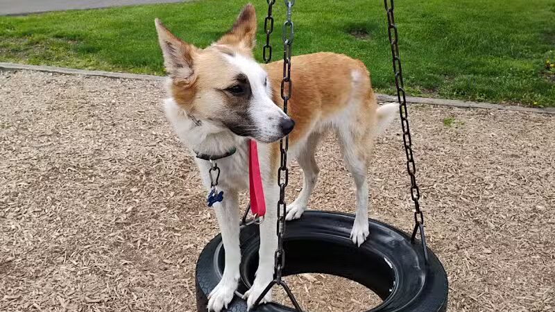 Rotary Park/Lapeer Dog Park - Lapeer, MI