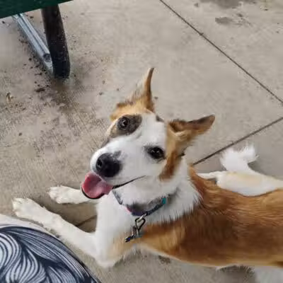 Rotary Park/Lapeer Dog Park - Lapeer, MI