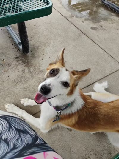 Rotary Park/Lapeer Dog Park - Lapeer, MI