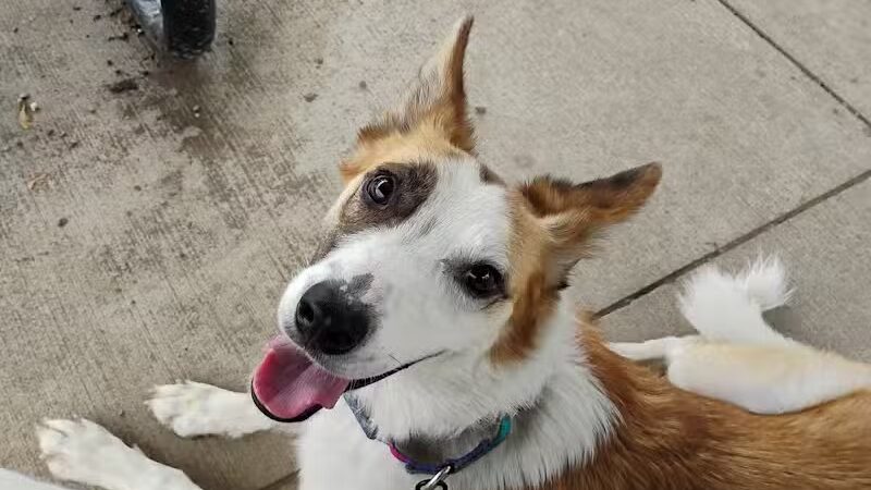 Rotary Park/Lapeer Dog Park - Lapeer, MI