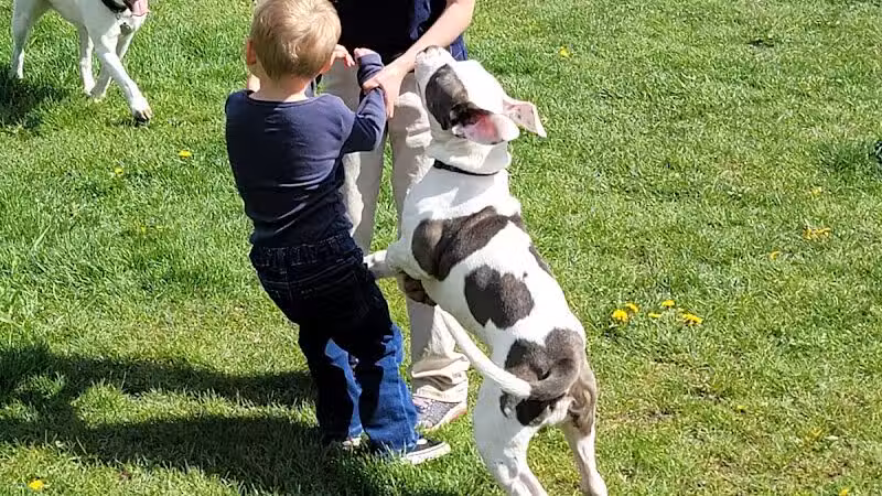 Rotary Park/Lapeer Dog Park - Lapeer, MI