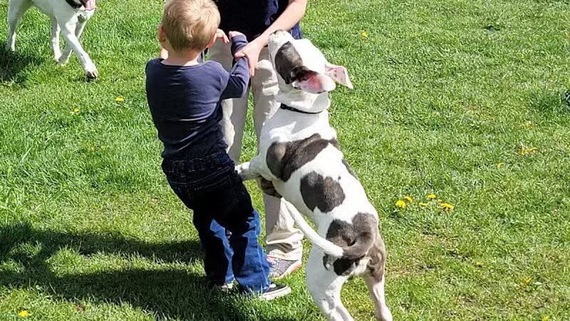 Rotary Park/Lapeer Dog Park - Lapeer, MI