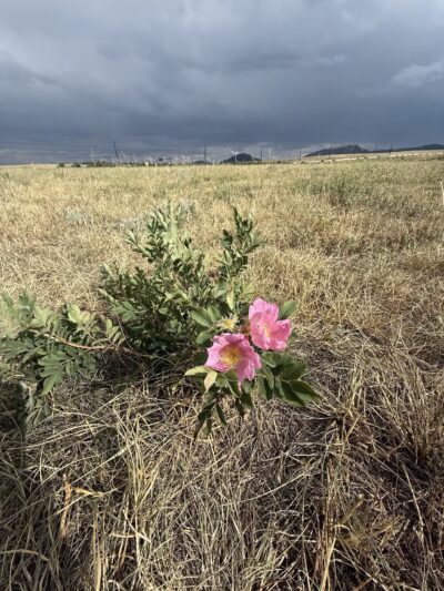 Devon’s Dog Park - Larkspur, CO
