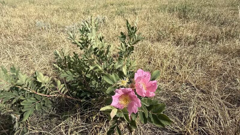 Devon’s Dog Park - Larkspur, CO