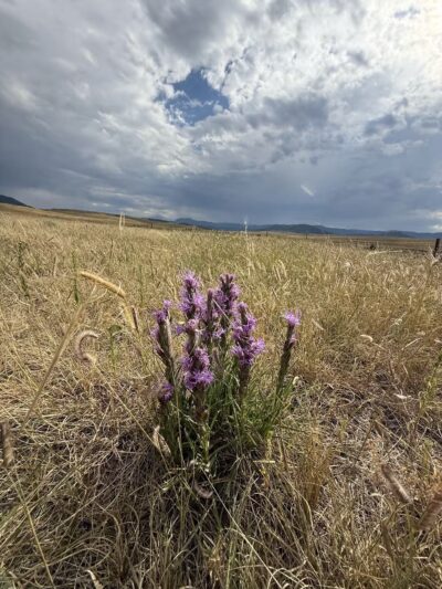 Devon’s Dog Park - Larkspur, CO