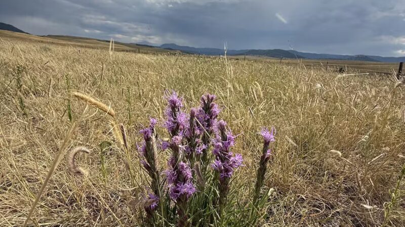 Devon’s Dog Park - Larkspur, CO