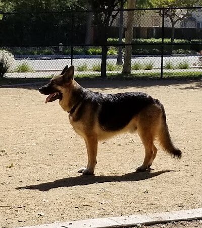 Lathrop Dog Park - Lathrop, CA
