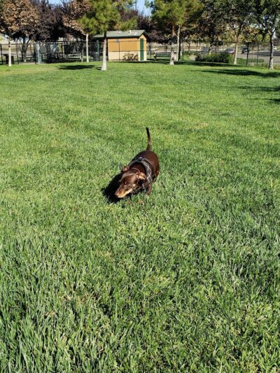 Lathrop Dog Park - Lathrop, CA