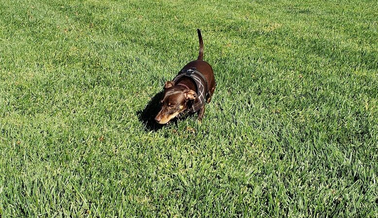 Lathrop Dog Park - Lathrop, CA