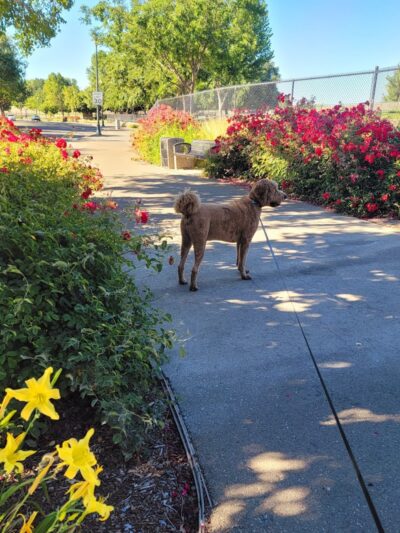 Lathrop Dog Park - Lathrop, CA