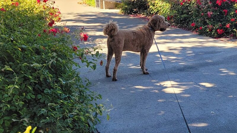 Lathrop Dog Park - Lathrop, CA