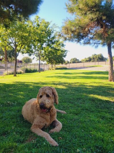Lathrop Dog Park - Lathrop, CA