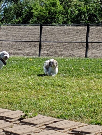 Lathrop Dog Park - Lathrop, CA
