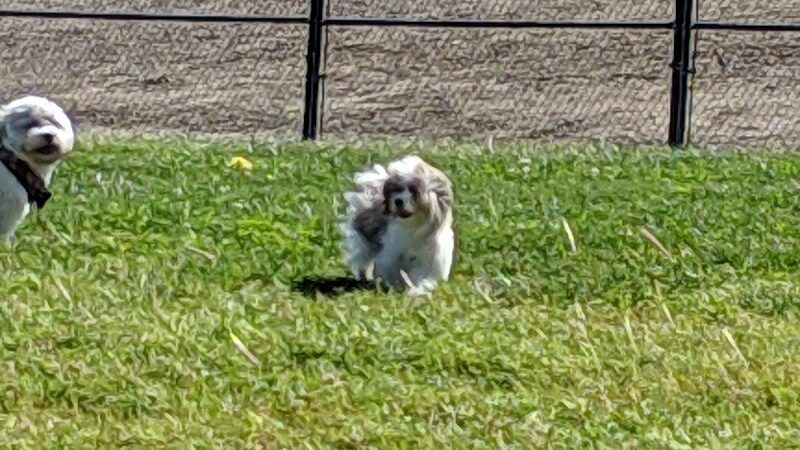 Lathrop Dog Park - Lathrop, CA