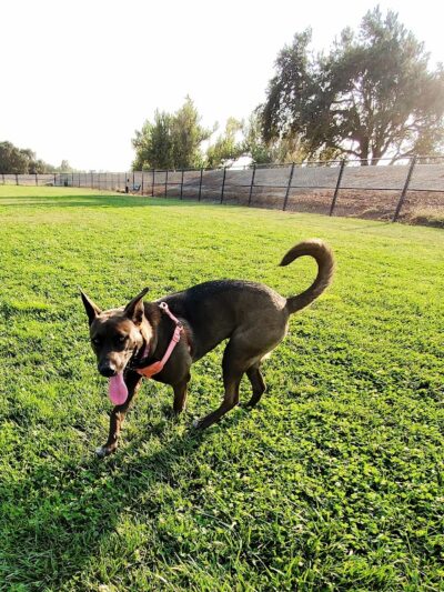 Lathrop Dog Park - Lathrop, CA