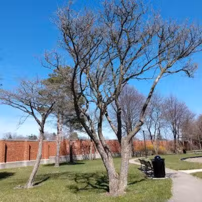 Goldengate park - Lathrup Village,