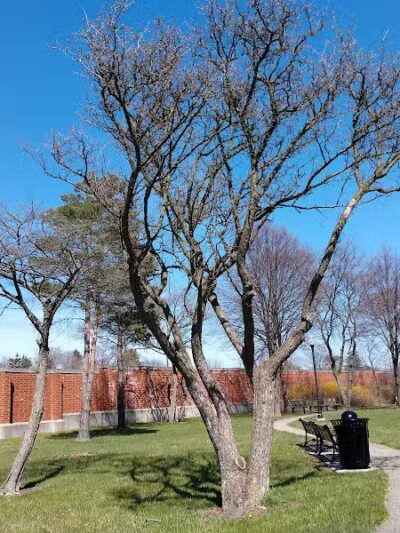 Goldengate park - Lathrup Village,