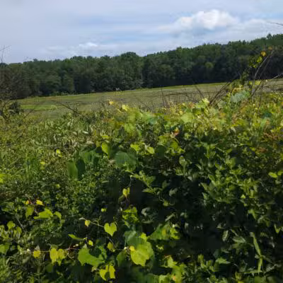 Cash Lake Trail - Laurel, MD