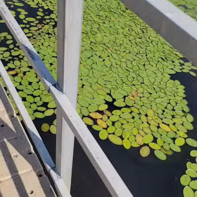 Cash Lake Trail - Laurel, MD
