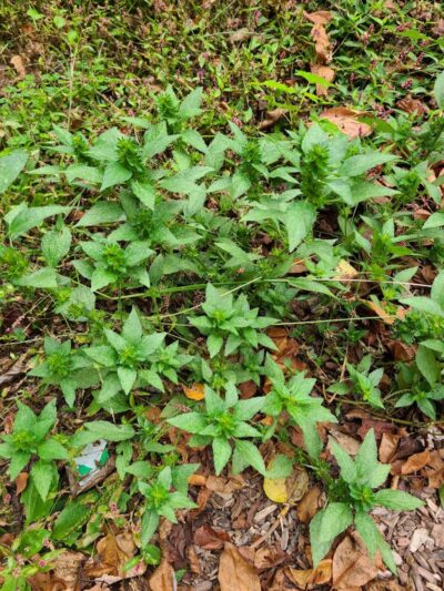 Bacontown Park - Laurel, MD