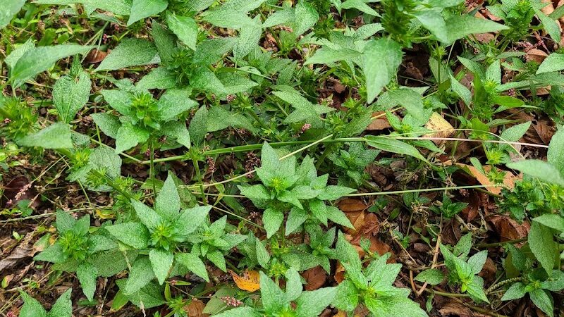 Bacontown Park - Laurel, MD