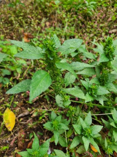 Bacontown Park - Laurel, MD