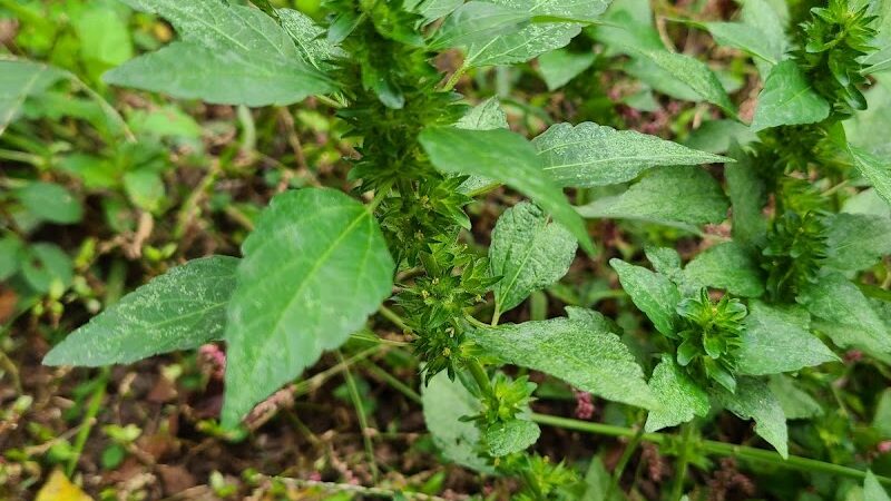 Bacontown Park - Laurel, MD