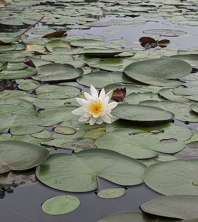 Cash Lake Trail - Laurel, MD