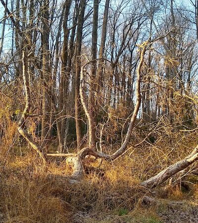 Hammond Park - Laurel, MD