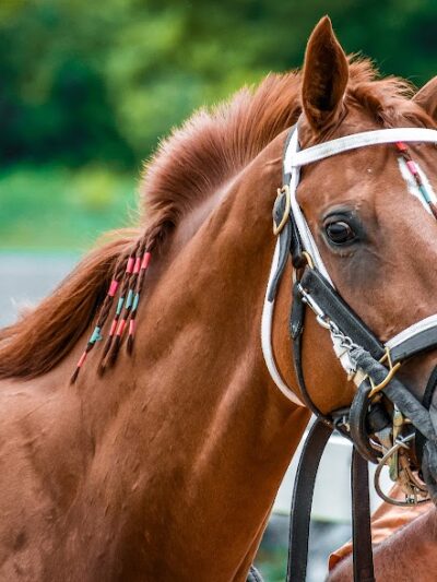 Laurel Park - Laurel, MD