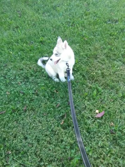 Laurel Parks & Recreation Department - Laurel, MD