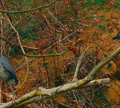 Laurel Riverfront Park - Laurel, MD
