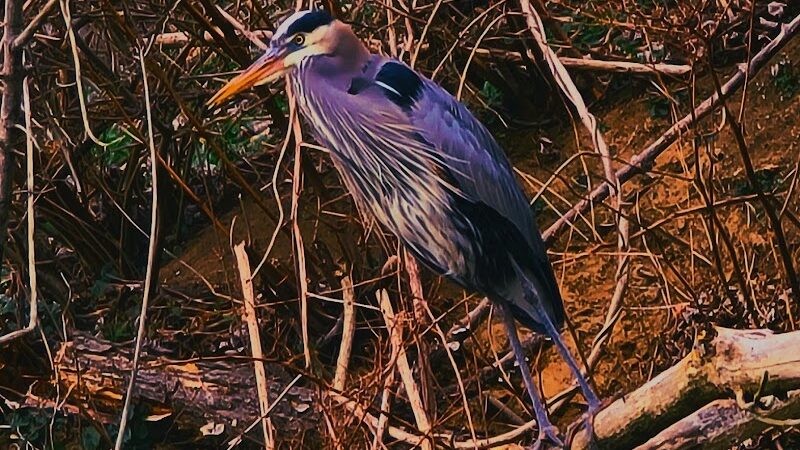 Laurel Riverfront Park - Laurel, MD