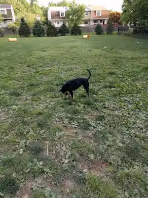 Leo E. Wilson Community Park - Laurel, MD