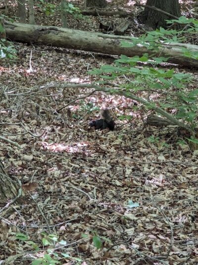 Pheasant Run Community Park - Laurel, MD