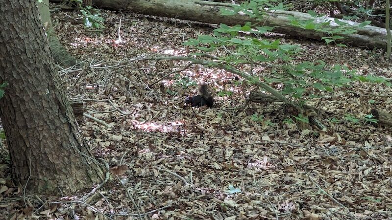 Pheasant Run Community Park - Laurel, MD