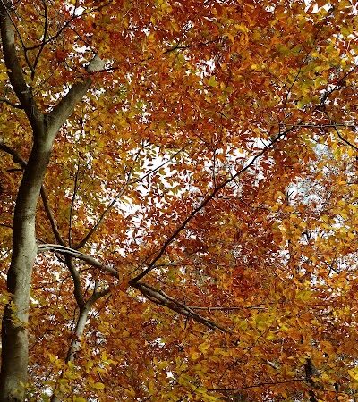 Pheasant Run Community Park - Laurel, MD