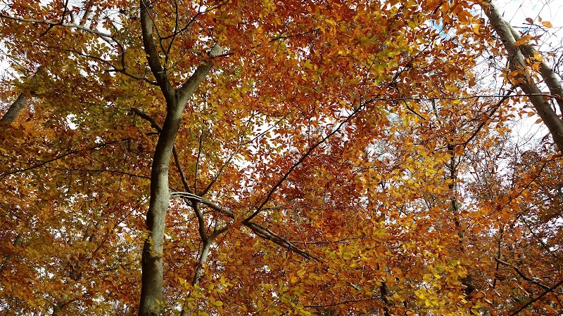 Pheasant Run Community Park - Laurel, MD