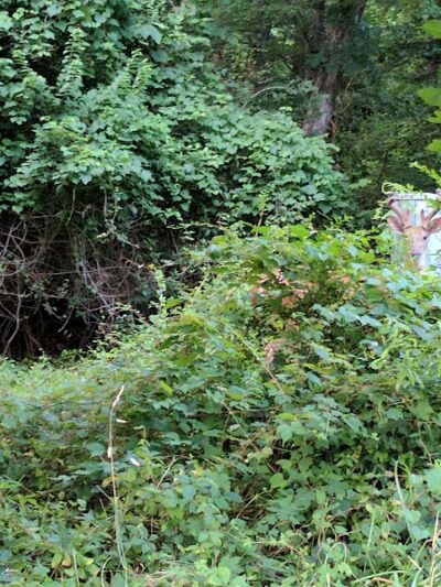 Pheasant Run Community Park - Laurel, MD