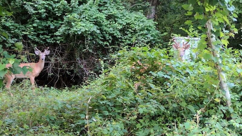 Pheasant Run Community Park - Laurel, MD