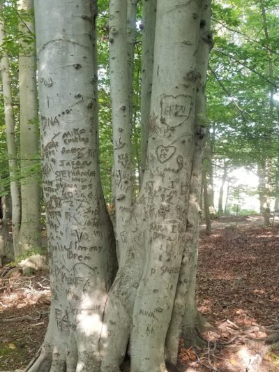 Pheasant Run Community Park - Laurel, MD