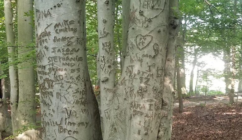 Pheasant Run Community Park - Laurel, MD