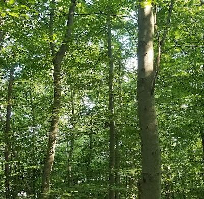 Pheasant Run Community Park - Laurel, MD