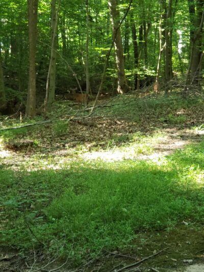 Pheasant Run Community Park - Laurel, MD