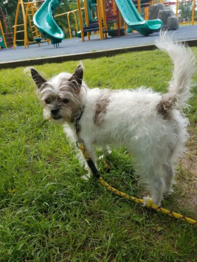 Roland B. Sweitzer Community Park - Laurel, MD