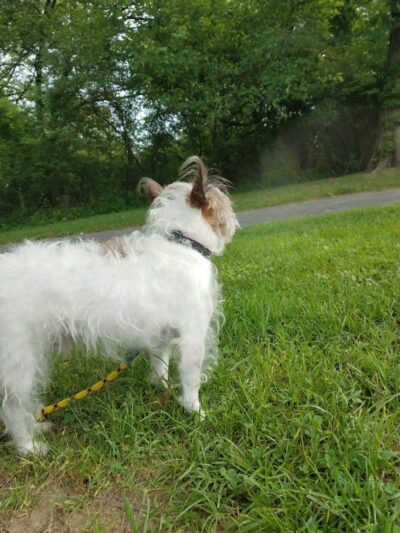 Roland B. Sweitzer Community Park - Laurel, MD