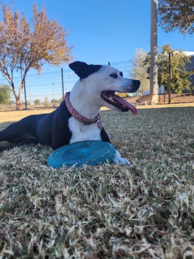 Cesar Chavez Dog Park - Laveen Village, AZ