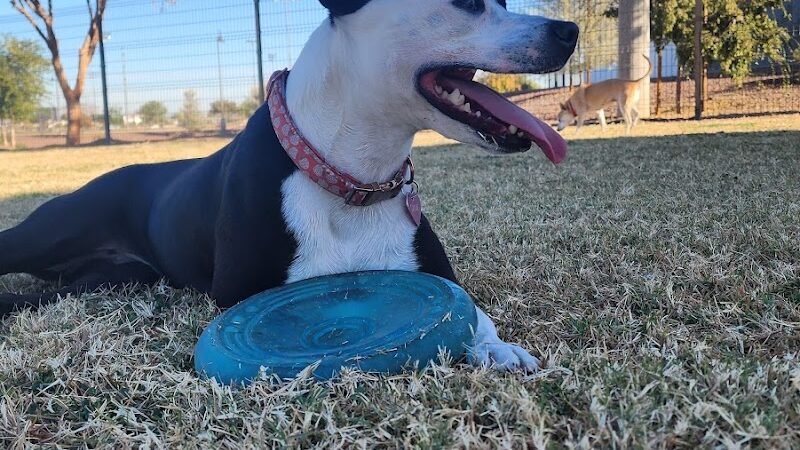 Cesar Chavez Dog Park - Laveen Village, AZ